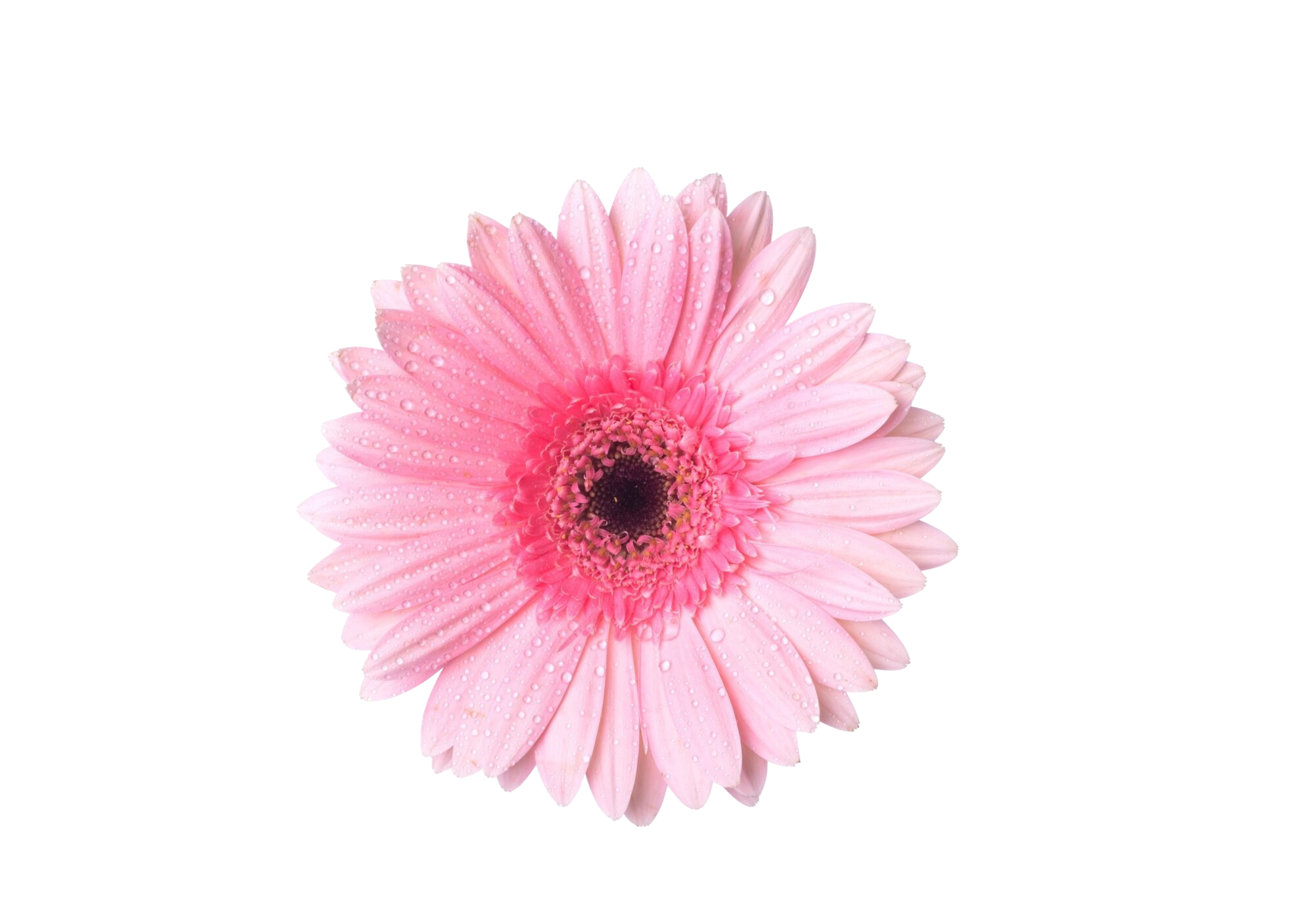 top view of pink petaled flower with brown center